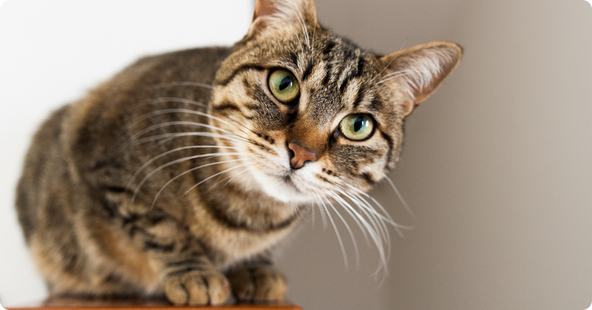 Why Does My Cat Stare at Me? 7 Reasons Decoded by Experts