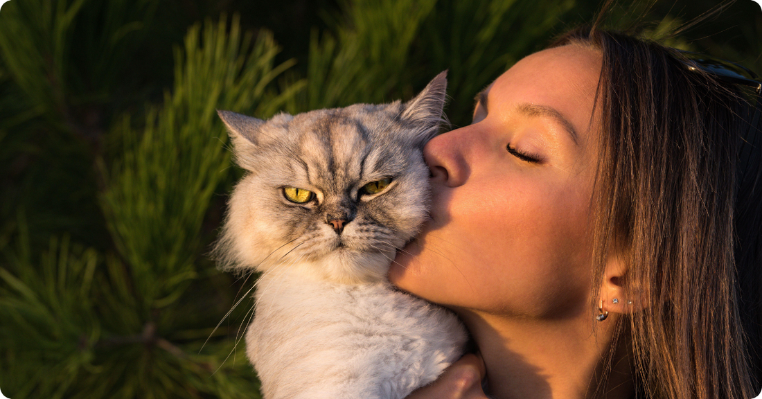 The Complete First-Time Cat Owner Guide: Here's Everything You Need to Know