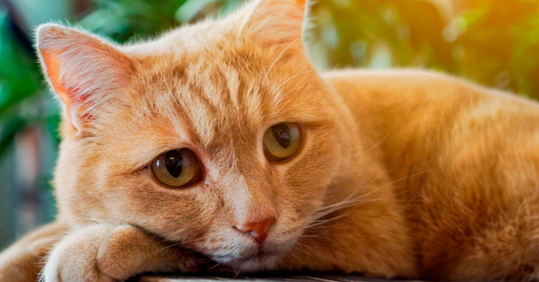 Adopting a Shelter Cat: What to Expect in the First 30 Days