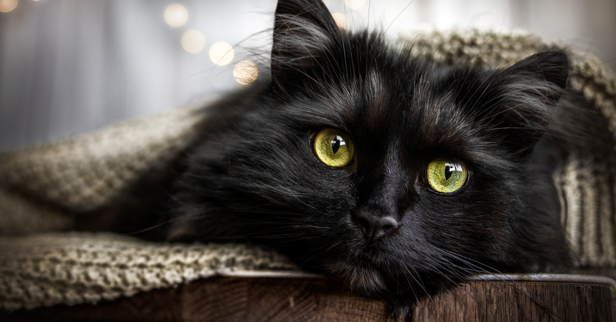 The Truth About Black Cats: Why They're Last to Be Adopted